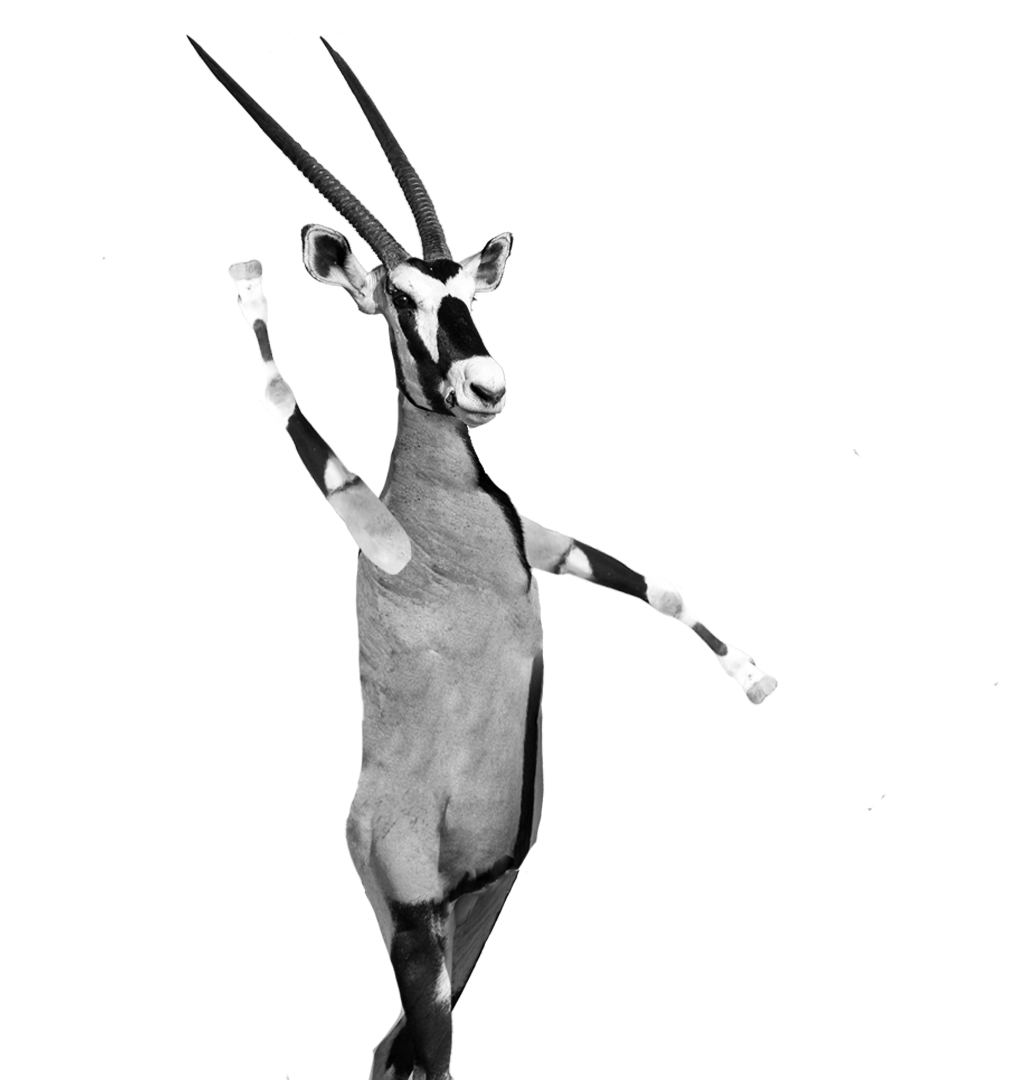 antelope-standing